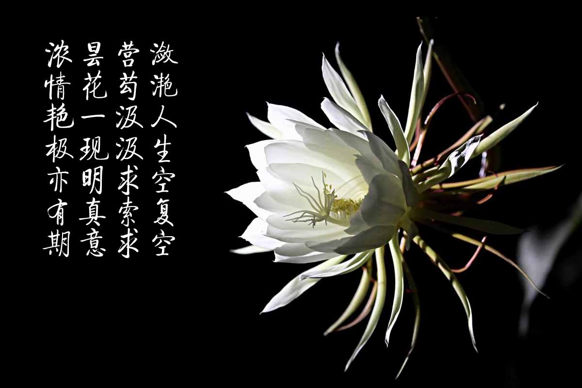 "昙花一现"中的"昙花"是什么花?