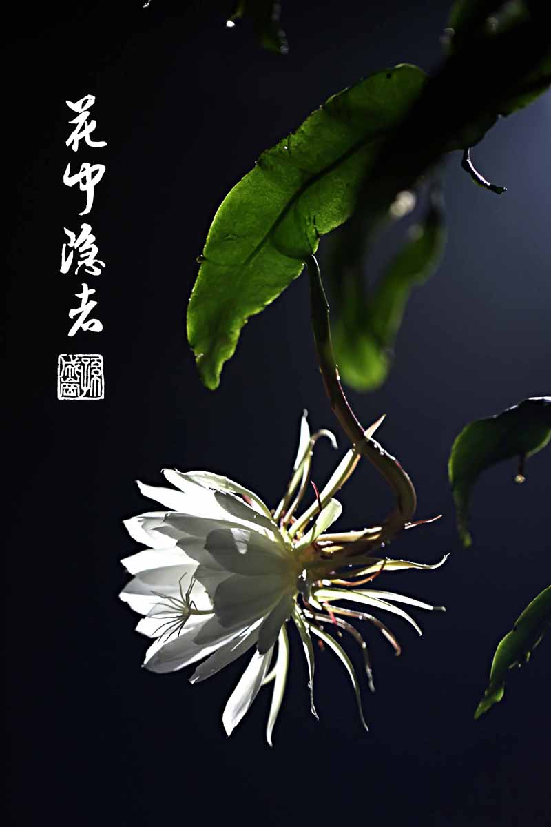 "昙花一现"中的"昙花"是什么花?