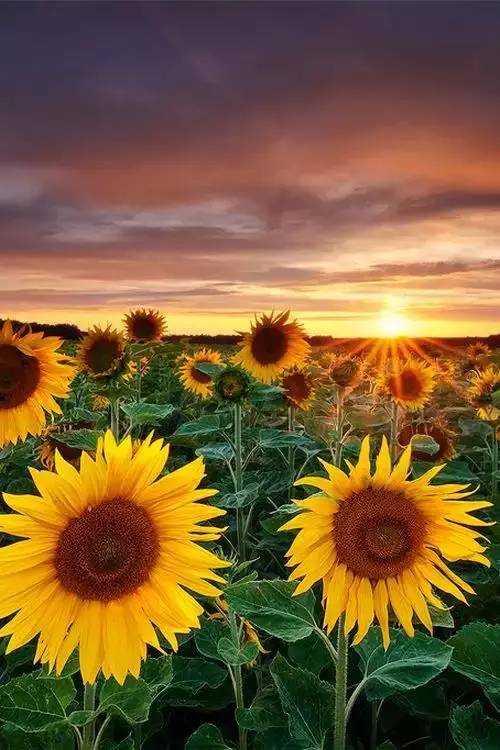 心里种着一棵向日葵,生活便会一路向阳.