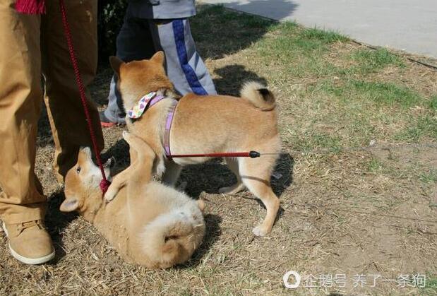 两只柴犬为了争宠当着主人的面竟动真格打起来