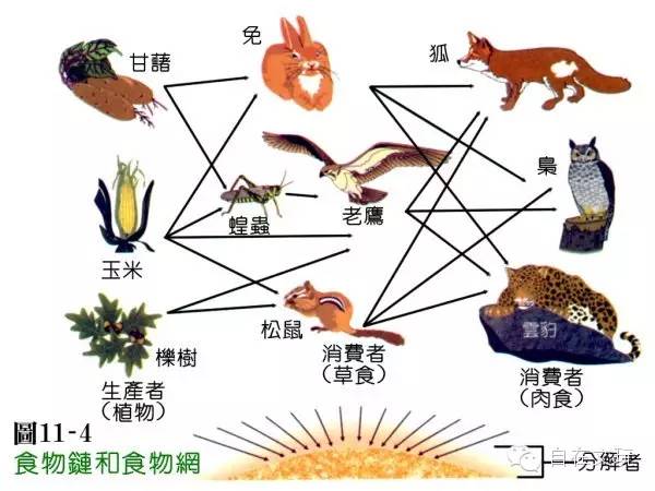 在生态系统中,构成食物链的生物成分必需有)生产者和消费者消费者和