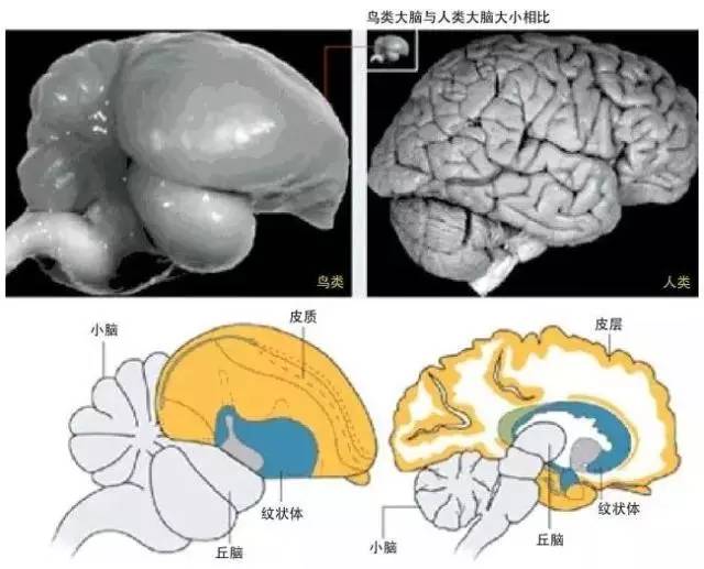 任何人都不难得出这样两个观察结果:它们形状相似,但鸟类大脑的沟回要