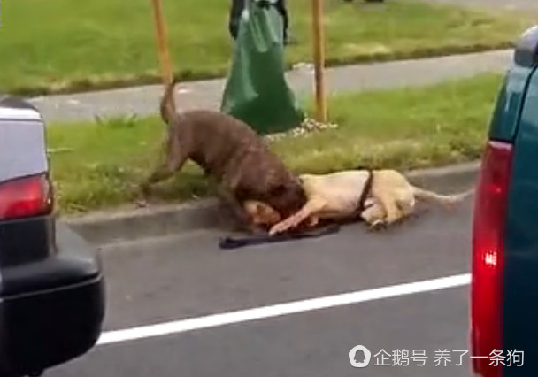 警察又开了几枪,这时恶犬有点害怕,导盲犬趁机挣脱恶犬的撕咬