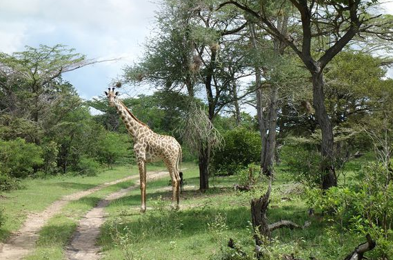 坦桑尼亚旅游注意事项