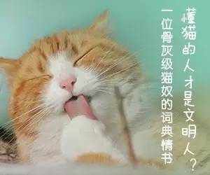 《猫的私人词典,一本猫文化的浮世绘!豆瓣纸书独家首发!