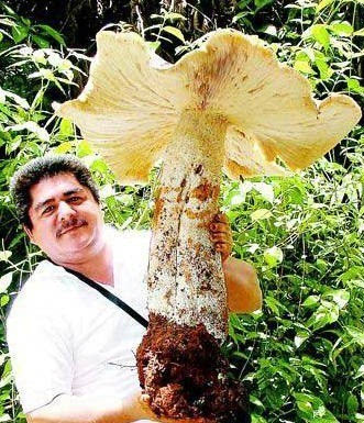 墨西哥巨型蘑菇重达20公斤