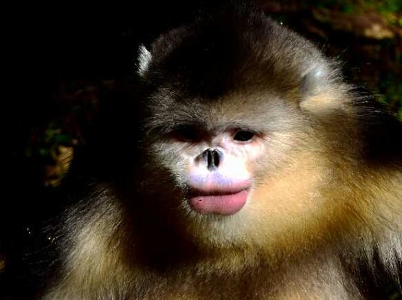 这猴子嘴唇色号太惊艳啦!还是限量版的呀!
