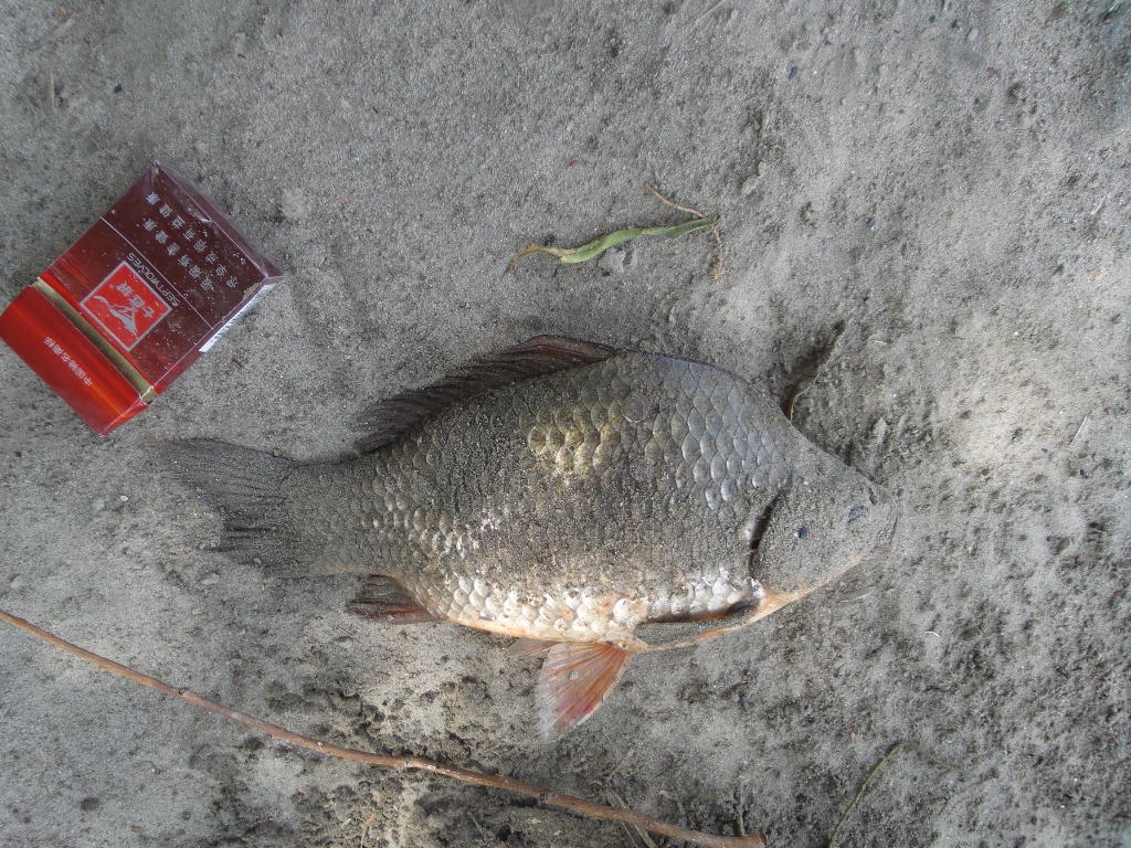 高背鲫鱼肉味鲜美,肉质细嫩,极为可口.鲫鱼营养价值极高.