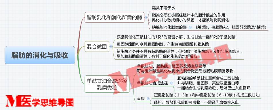 思维导图丨脂肪的消化与吸收