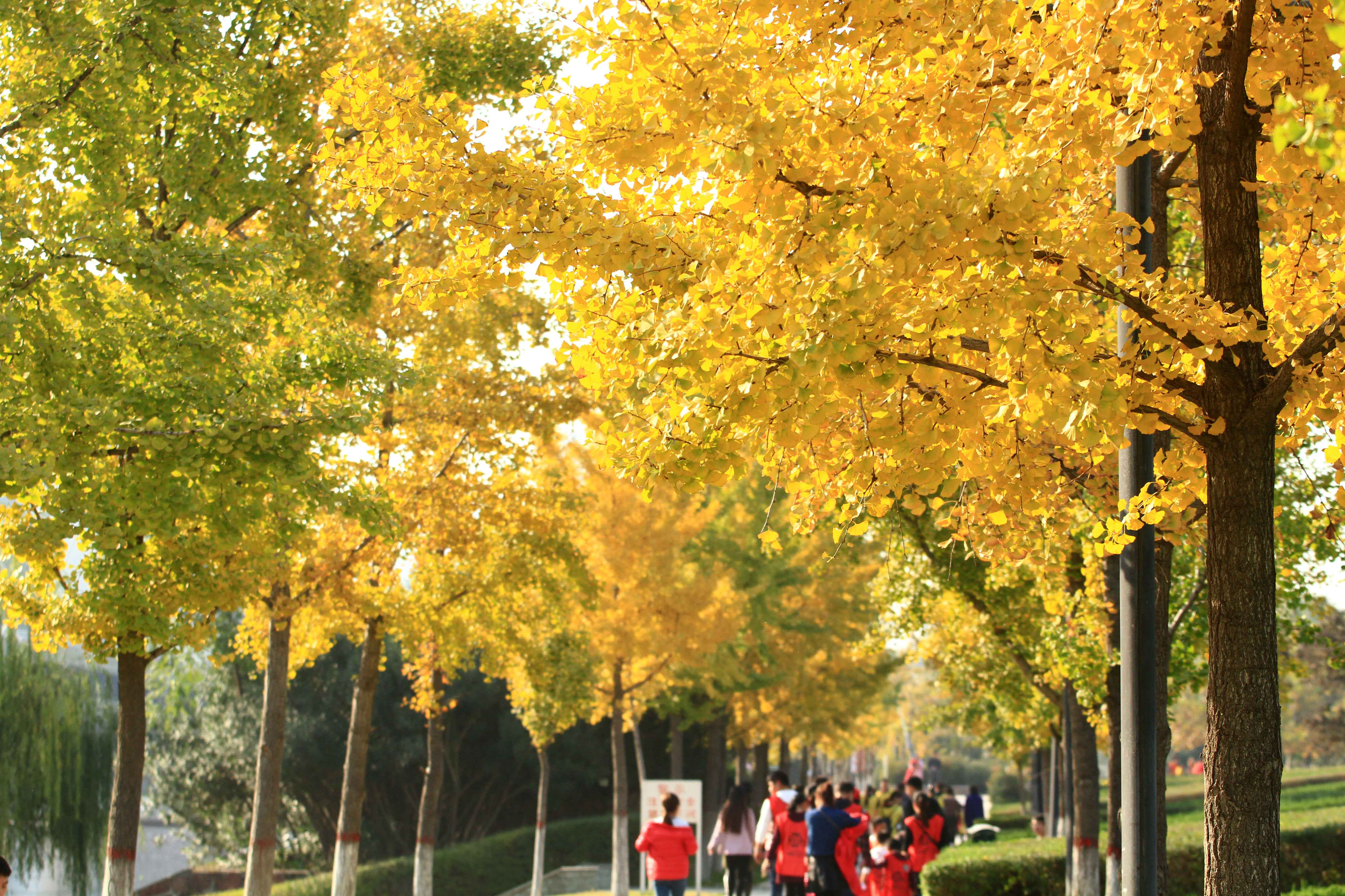 【携程攻略】郑州东风渠滨河公园景点,停车方便，配套设施齐全，一年四季适合散步，锻炼身体。