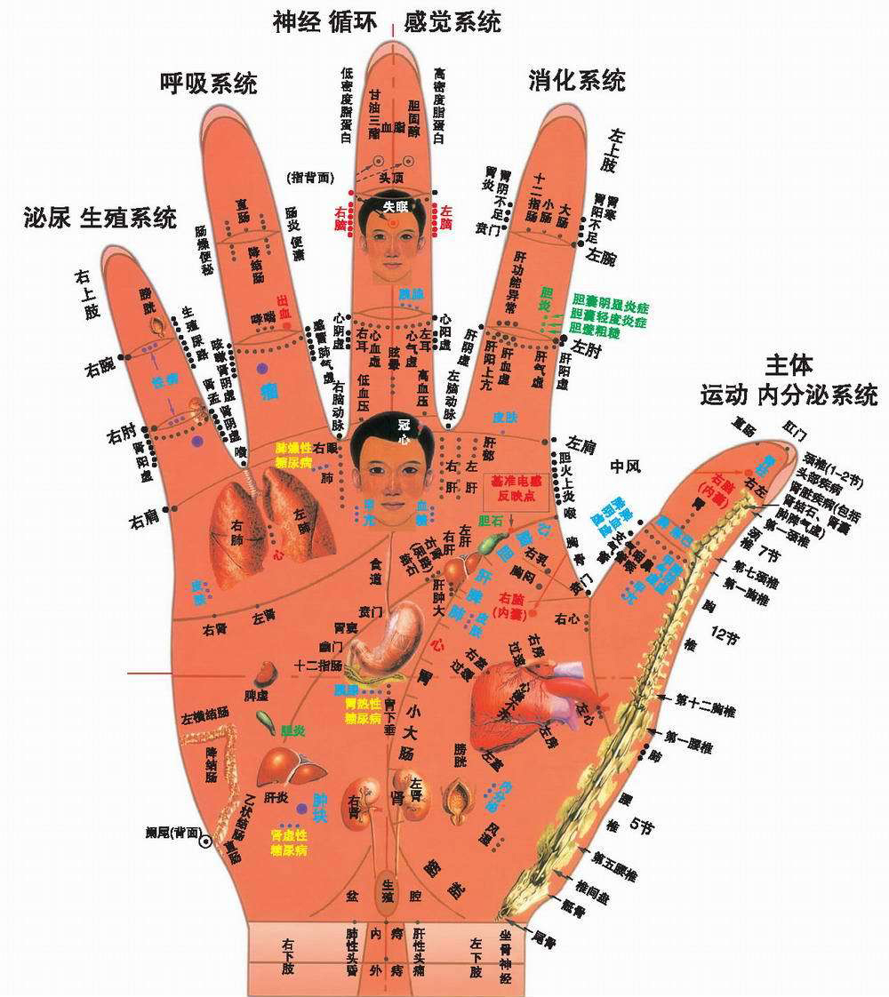 这是因为人的手指脏器相通的,俗话说"十指连心",其实,应该是五脏相连