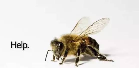 对待蜜蜂你还是避而远之吗?