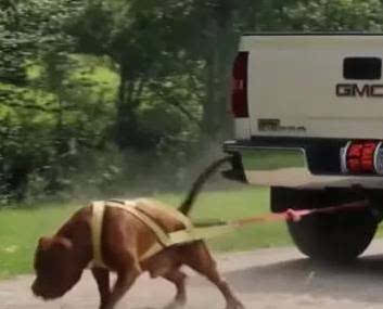 世界上最大的斗牛犬,看上去凶神恶煞,做了奶爸以后就