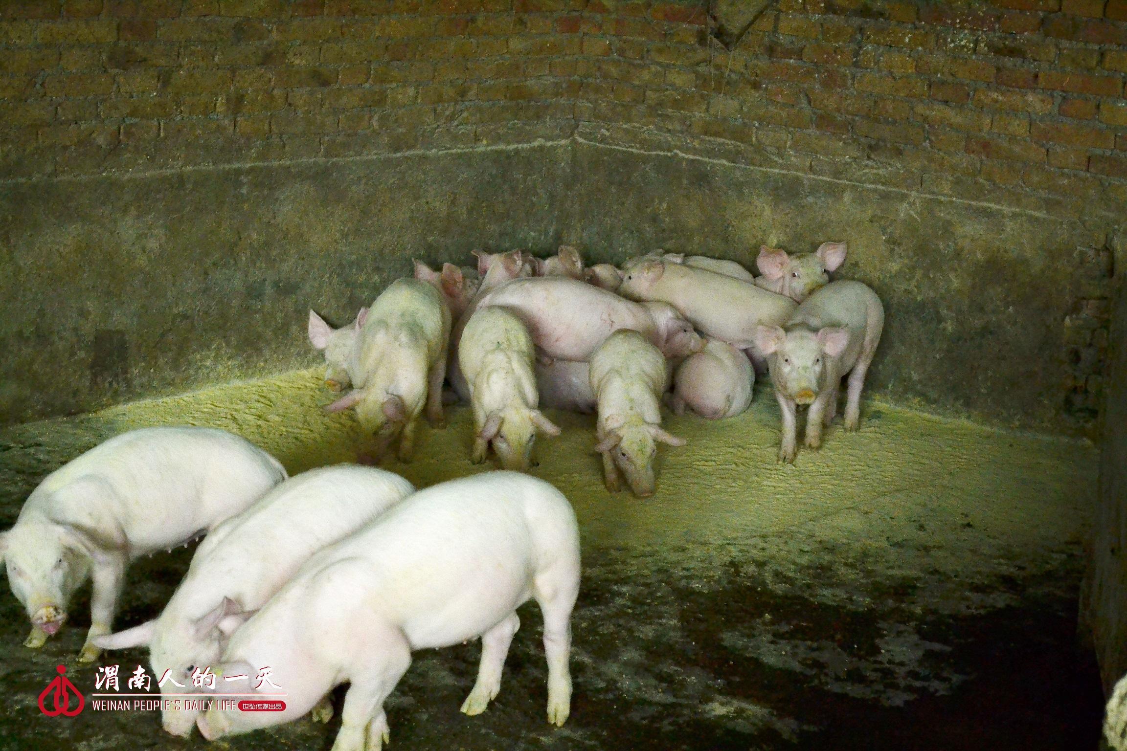 夫妻经营家庭养猪场,曾因一场瘟疫面临艰难选择