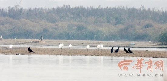 东方白鹳现身西安草滩渭河岸堤 属于濒危鸟类(图)