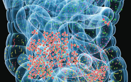 3篇Cell绘制:肠道微生物、遗传、环境因素对免
