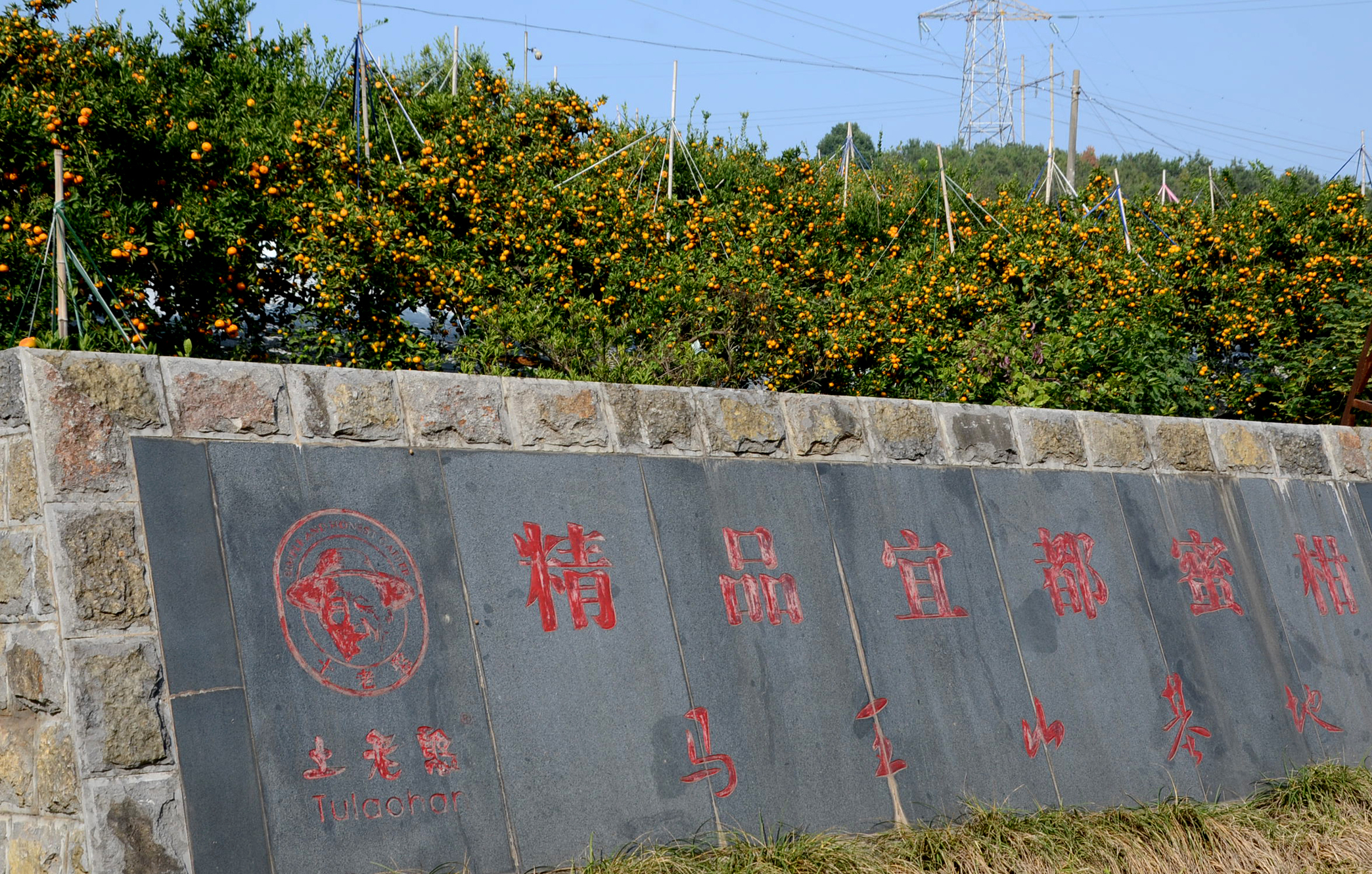 按现代橘园标准建设的马王山柑橘基地,位于宜都市红花套镇南桥村,共有