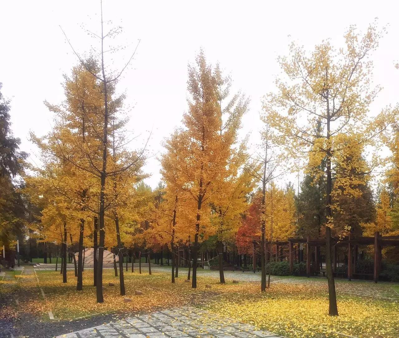 银杏黄了,落叶满院,西电立冬时最美的风景