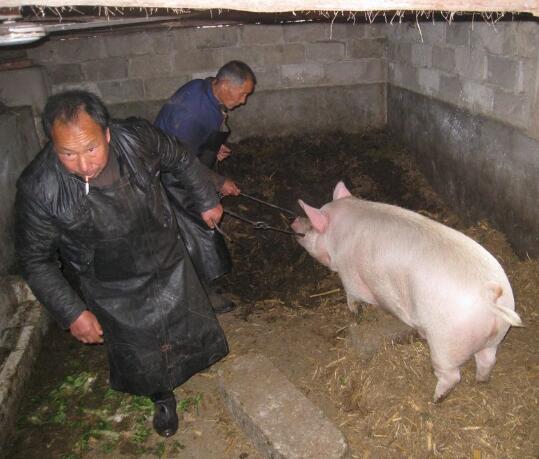 高清组图 农村杀猪全过程