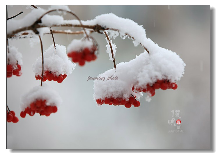 雪中红简谱_雪中红(2)