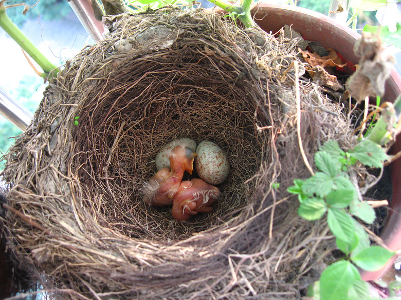家的窗口鸟筑的小窝,守候,记录小鸟孵化全过程.