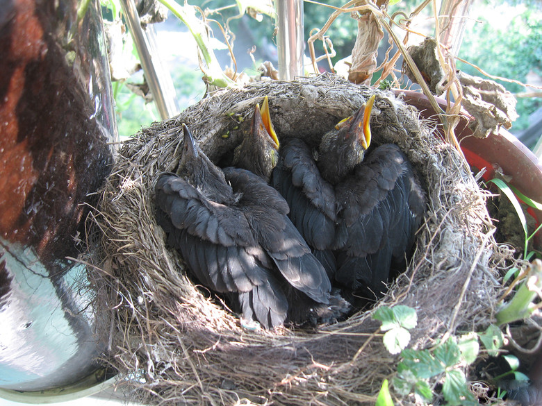 家的窗口鸟筑的小窝,守候,记录小鸟孵化全过程.
