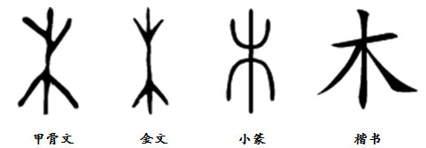 在甲骨文字形中,木就像是一棵树的样子,中间是树干,上面是树杈,下面