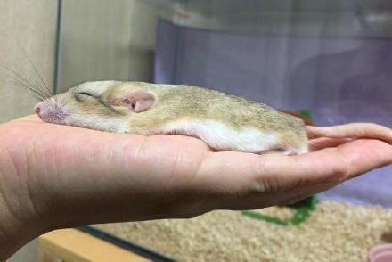 日本网友家的仓鼠 只要睡着就会摊开融化变鼠饼