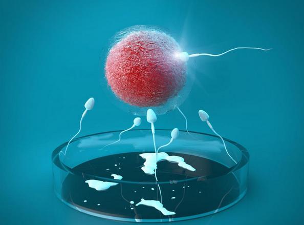 胚胎质量是试管成功的关键!哪些因素影响胚胎