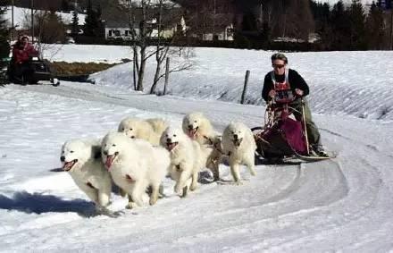 萨摩耶犬以西伯利亚牧民族萨摩人而命名,一向被用来拉雪橇和看守