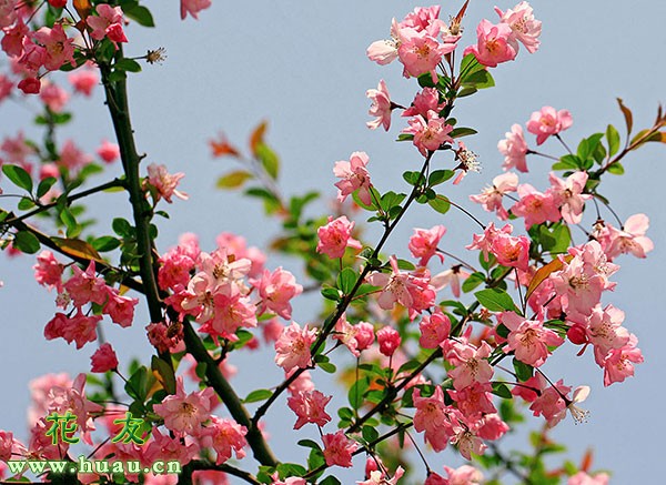 海棠花生虫子了怎么办