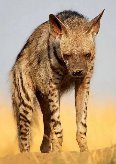 动物世界-条纹鬣狗