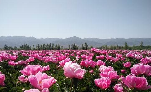 芍药花种植基地