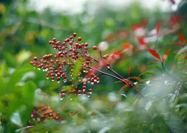 一枕秋雨染成梦又见信农暮雨霏