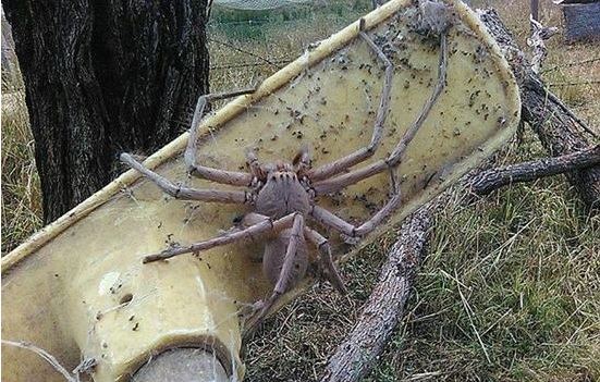 3,巨型猎人蜘蛛重现澳洲 网友称像蜘蛛精观点:临期食品通常会便宜