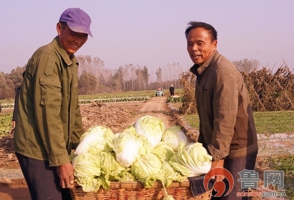 菜农忙着搬运白菜,以每斤0.35元的价格批发个蔬菜商.