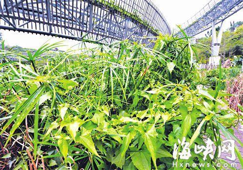 "植物杀手"薇甘菊入侵福州福道 今日将清理