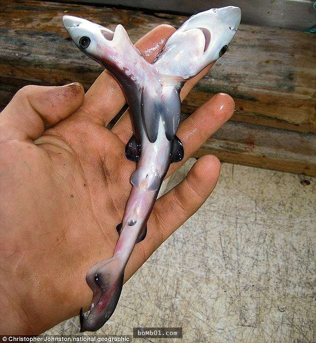 ▼2013年时,佛罗里达州渔民捕获一条牛鲨,并在它腹中发现了双头鲨胚胎