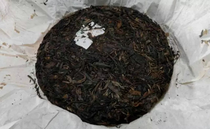 你收藏的陈茶里有虫子?你还敢喝么?