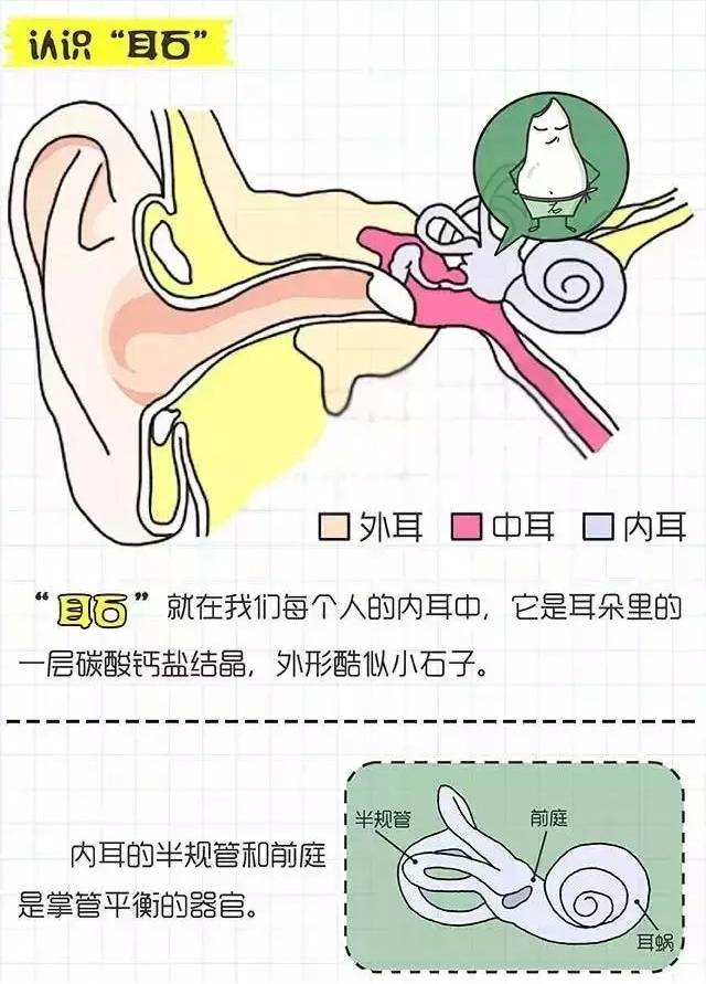 通过眼震电图分析仪的检测结果,判断哪个部位的半规管的耳石脱位.