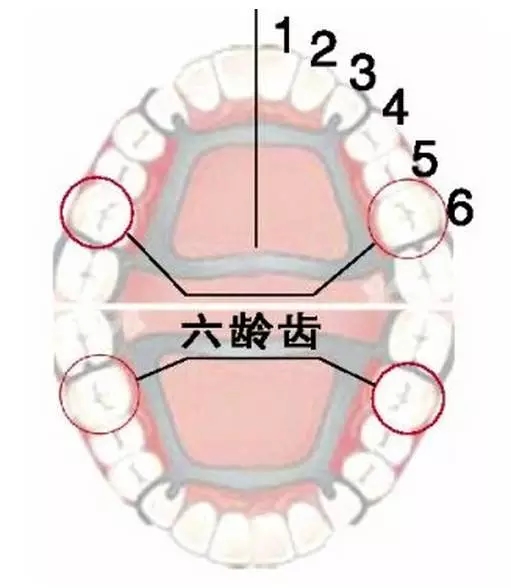 牙科医生任欢告诉你:牙齿的好坏是否和遗传有关!