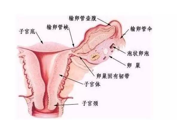 输卵管积水要不要切除?