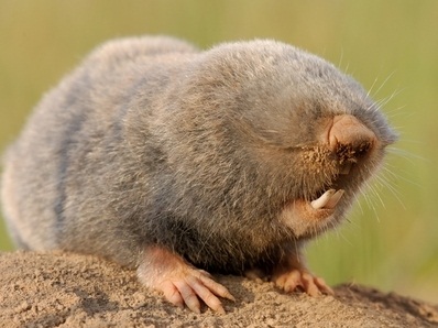 the moles 鼹鼠型的同事
