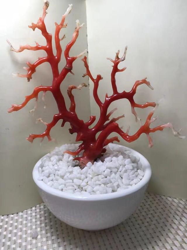 红珊瑚最有效的辨认方法,不看你会后悔哟