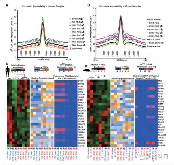 人类和小鼠生殖细胞中关键基因的表达,远端染色质开放区域状态