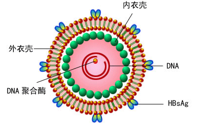 ltr是什么意思