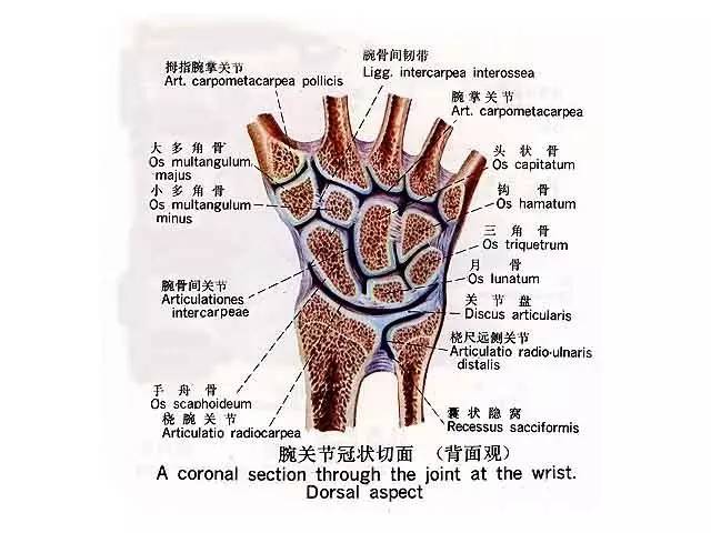 【运动防护】电脑症候群(鼠标手,腕关节炎