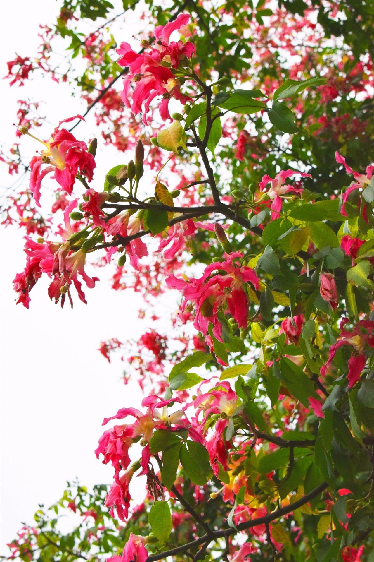 东城竟然藏着东莞最美的花树!现在已经开花了