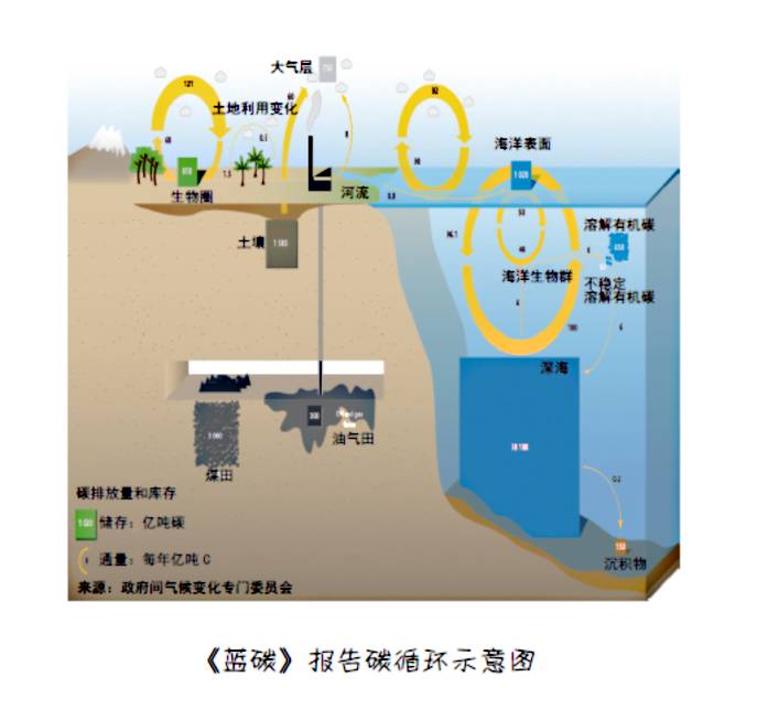 碳汇渔业您知多少丨知力百科