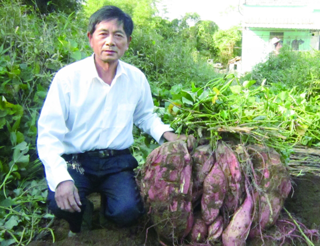 驻马店农民种出60斤"红薯王",这还不是最大的!